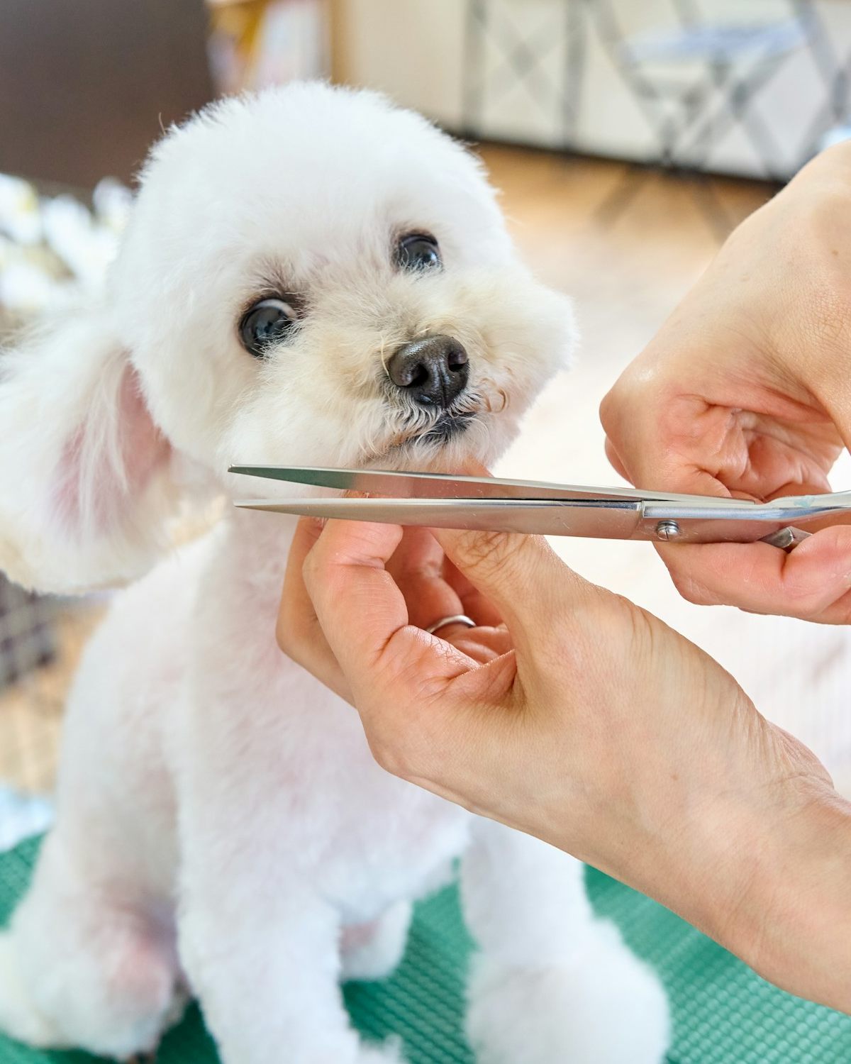 A small white dog being trimmed with scissors