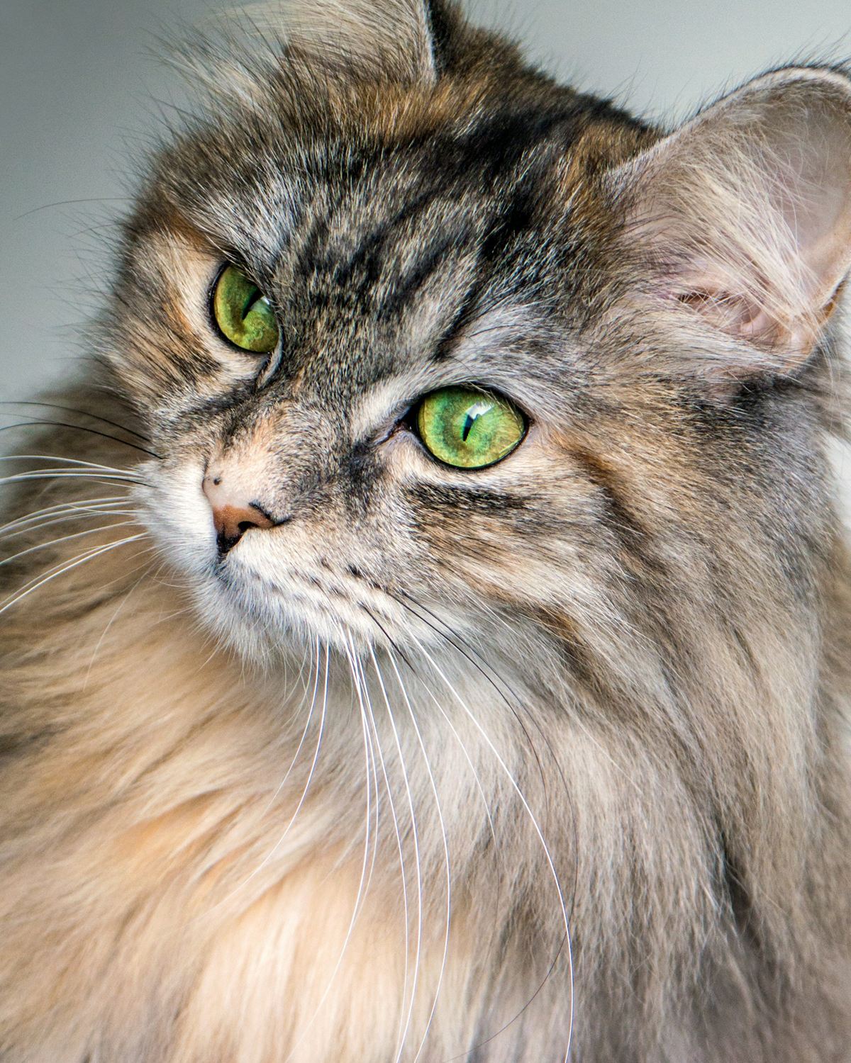 Example photo: a well-groomed long-haired cat