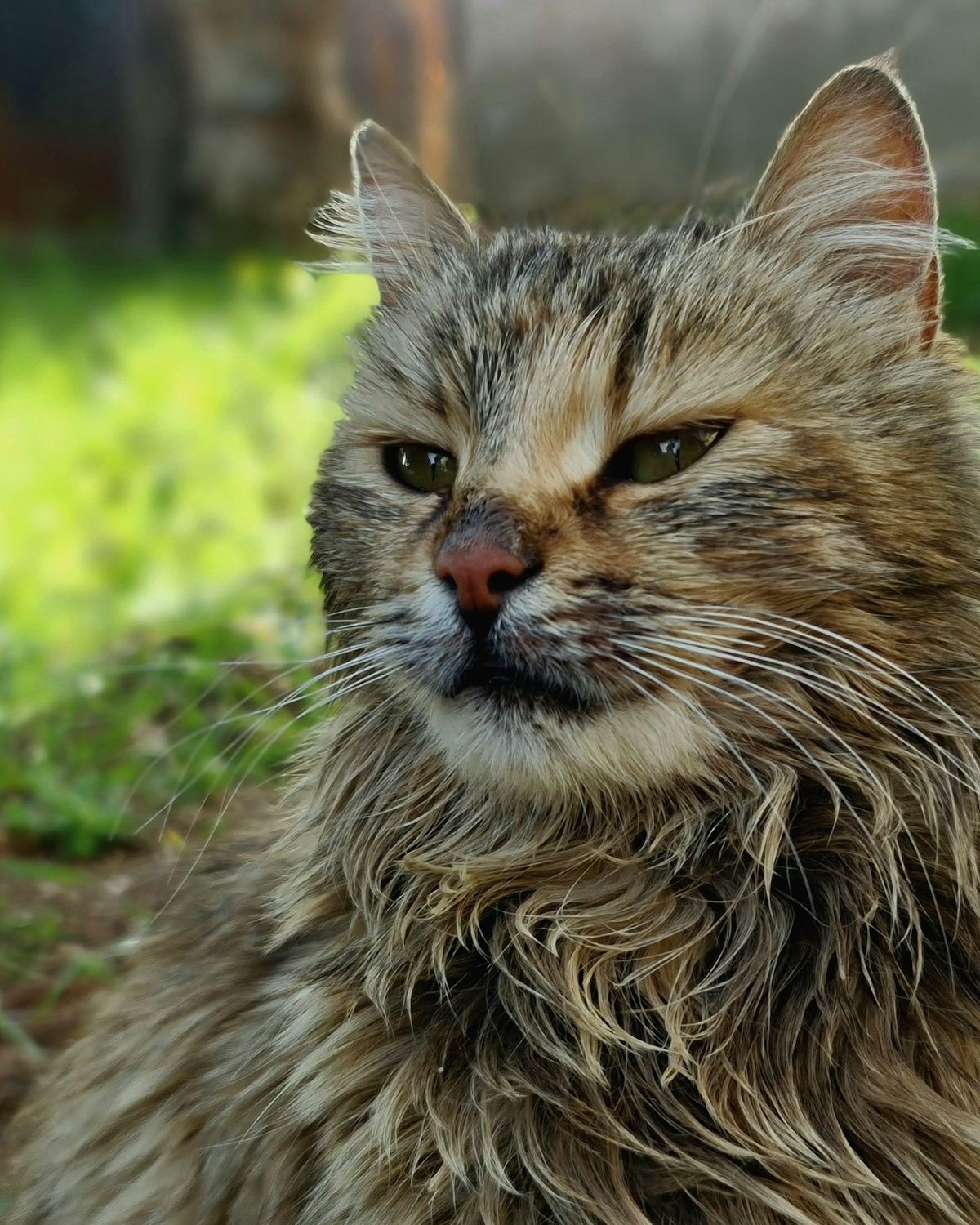 Example photo: an ungroomed long-haired cat