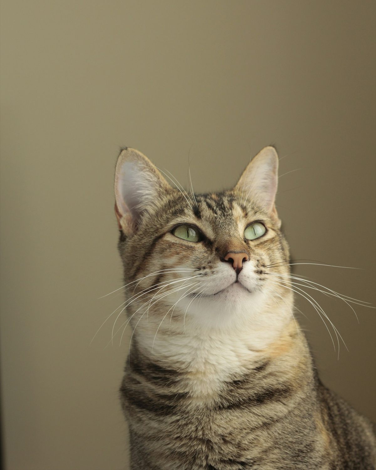 A tabby cat looking up