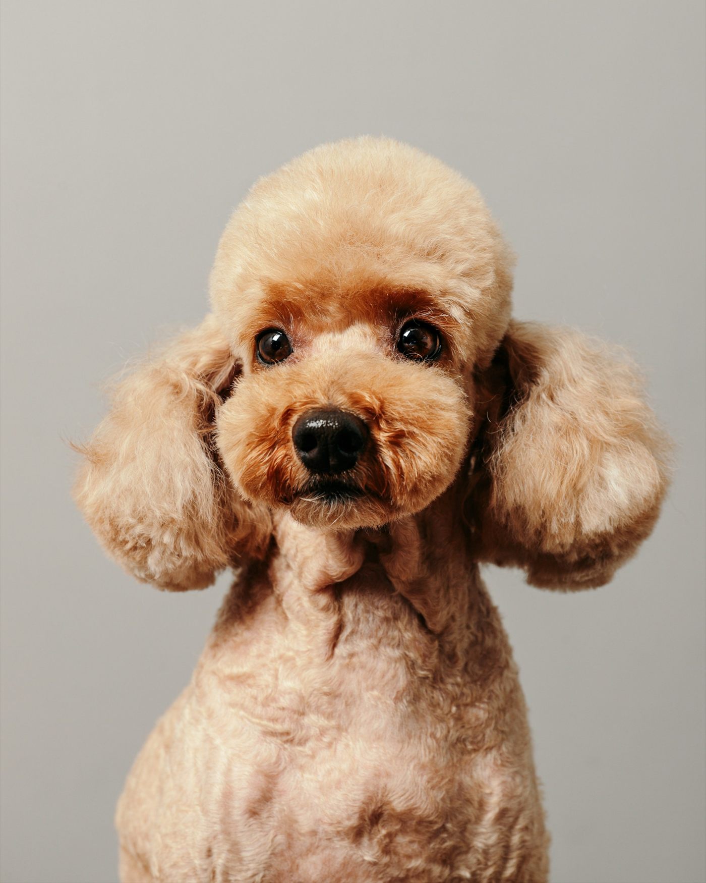 A groomed apricot poodle looking at the camera