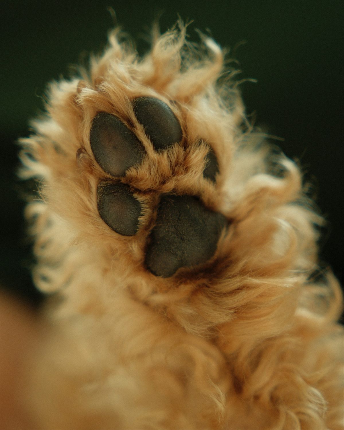Close-up of a dog's paw