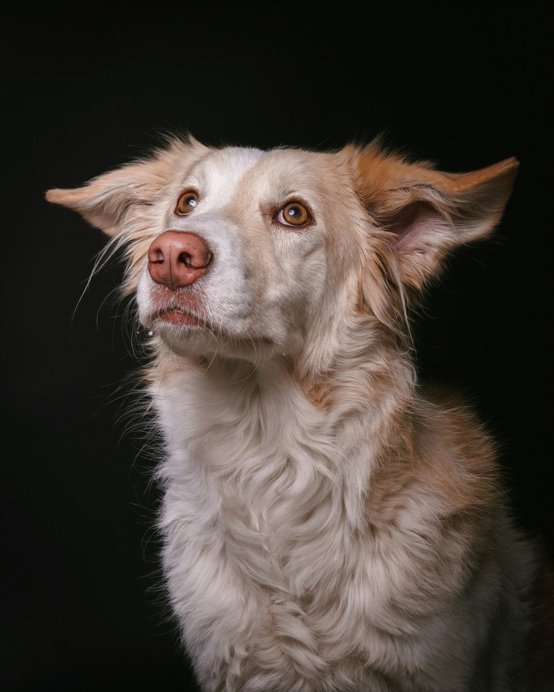 A calm, fluffy dog looking up