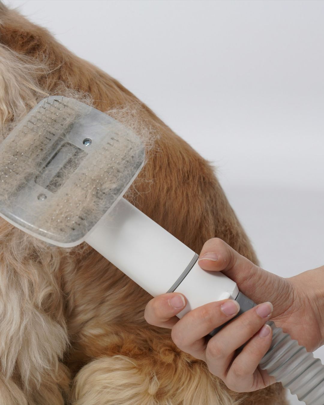 A dog being gently brushed