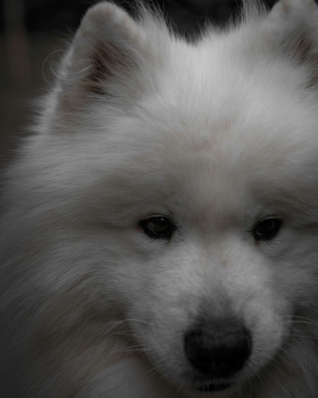 Close-up of a fluffy white dog
